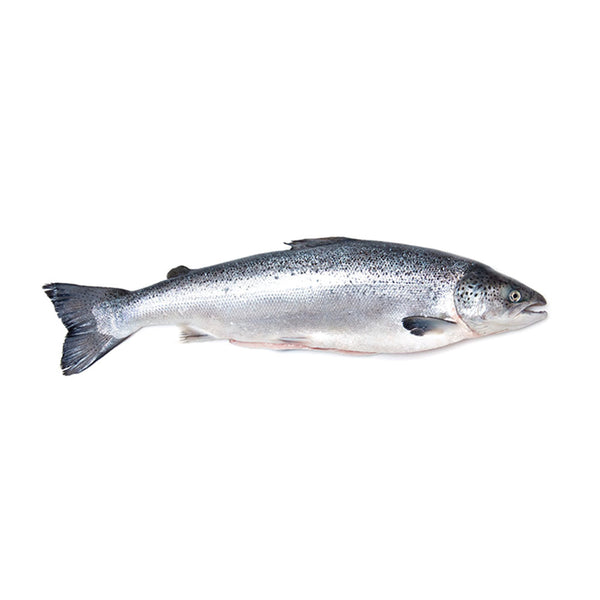 Atlantic Salmon (Per Portions and Fillets)