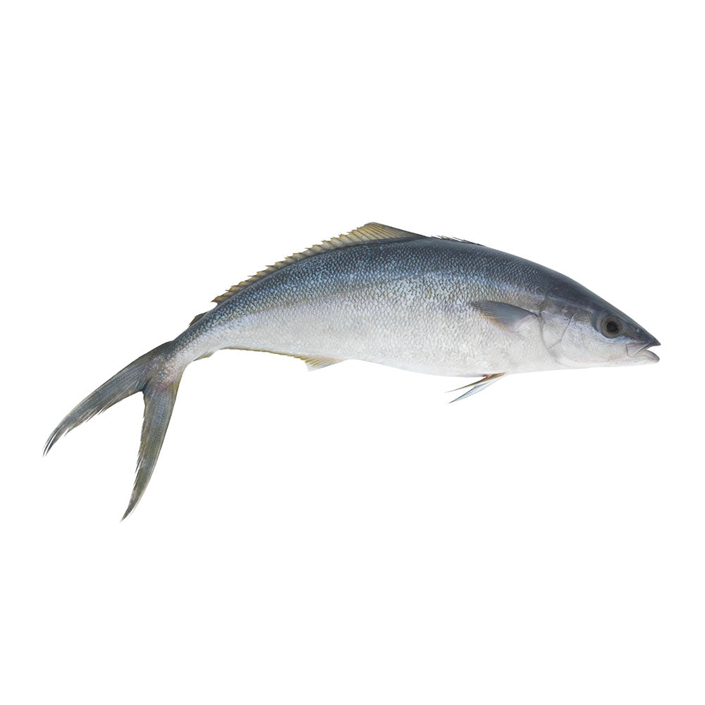 https://www.americafoodservices.com/cdn/shop/products/fish_0036_BLUE_RUNNER_1024x1024.jpg?v=1536851867