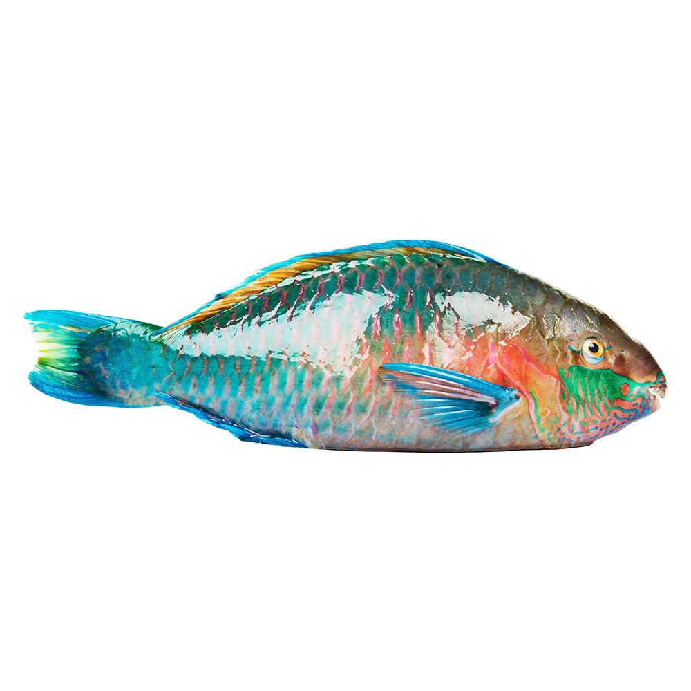 Parrot Fish